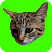 Catch Cats icon