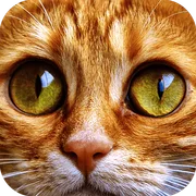 Jigsaw Puzzle Cats icon