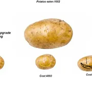 Potato icon