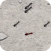 Squash These Ants 2 icon